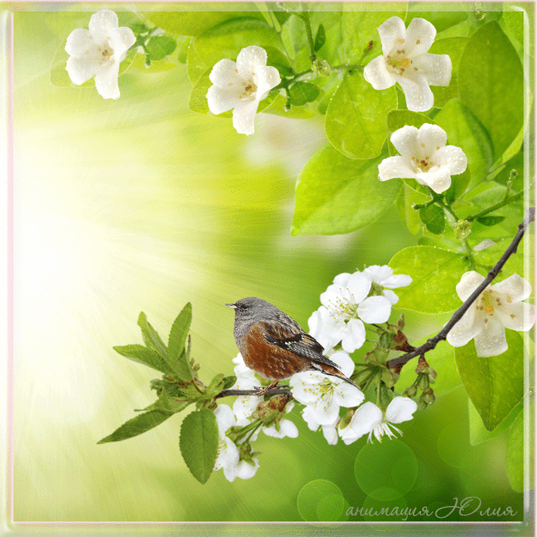 Воскресные гифки весенние. Весенние птички. Птицы весной. Весенние цветы и птицы. Птицы летом.